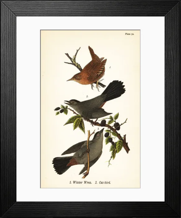Framed Print : Winter wren and gray catbird Framed Print : Winter wren and gray catbird