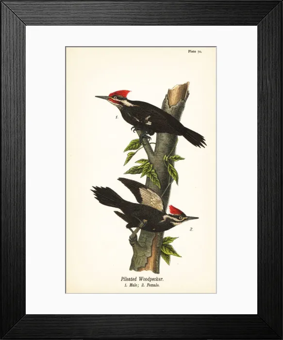 Framed Print : Pileated woodpecker, Dryocopus pileatus Framed Print : Pileated woodpecker, Dryocopus pileatus