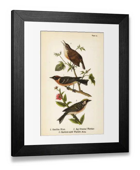 Framed Print : Carolina wren, bay-breasted warbler and chestnut-sided Framed Print : Carolina wren, bay-breasted warbler and chestnut-sided
