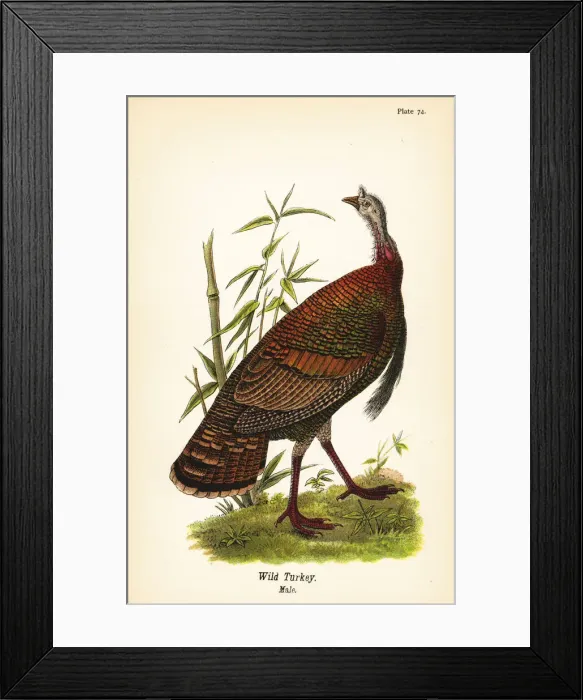 Framed Print : Wild turkey, Meleagris gallopavo Framed Print : Wild turkey, Meleagris gallopavo