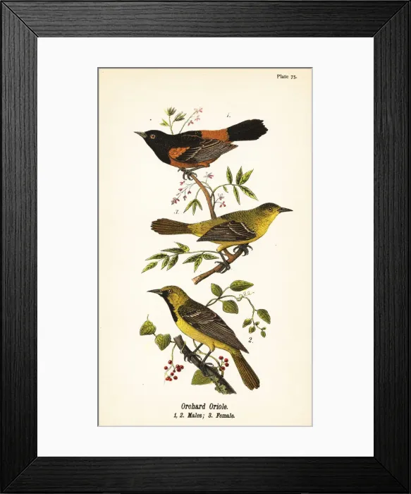 Framed Print : Orchard oriole, Icterus spurius Framed Print : Orchard oriole, Icterus spurius