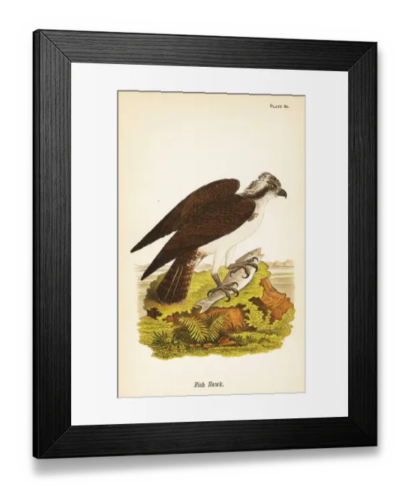 Framed Print : Fish hawk or osprey, Pandion haliaetus Framed Print : Fish hawk or osprey, Pandion haliaetus