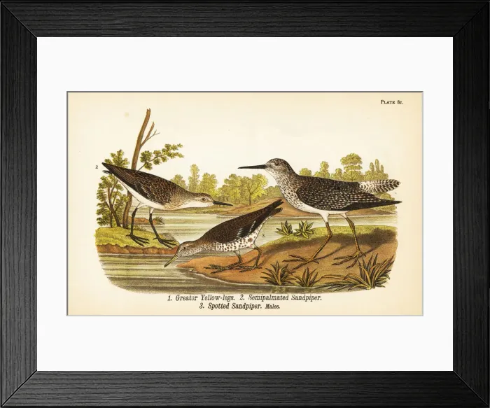 Framed Print : Greater yellow-legs, semipalmated sandpiper and spotted Framed Print : Greater yellow-legs, semipalmated sandpiper and spotted