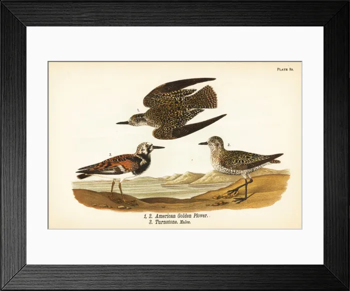 Framed Print : American golden plover and ruddy turnstone Framed Print : American golden plover and ruddy turnstone