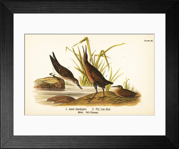Framed Print : Least sandpiper and Virginia rail Framed Print : Least sandpiper and Virginia rail
