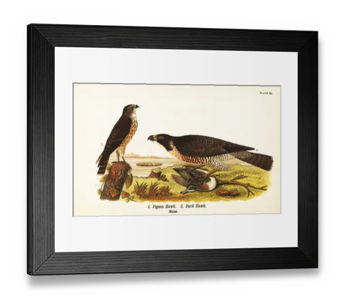 Framed Print : Merlin and peregrine falcon Framed Print : Merlin and peregrine falcon