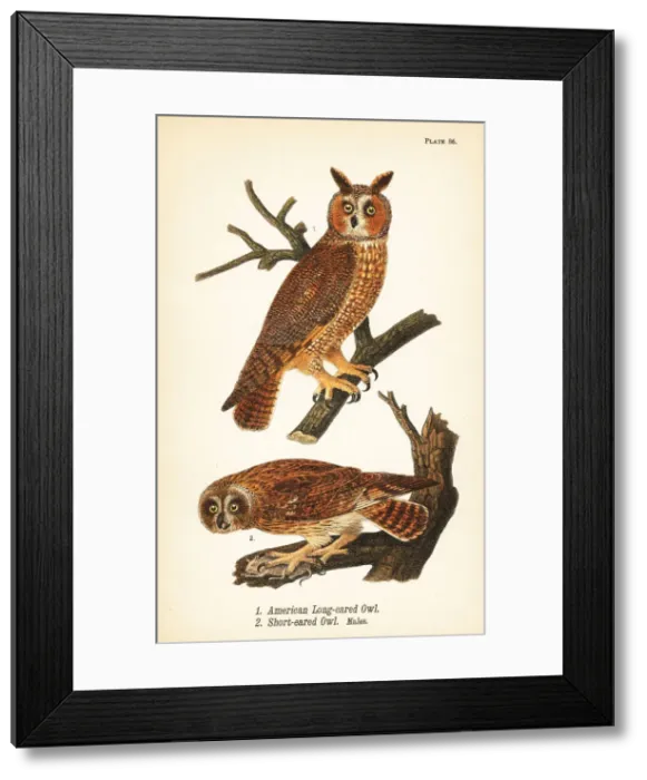 Framed Print : American long-eared owl and short-eared owl Framed Print : American long-eared owl and short-eared owl
