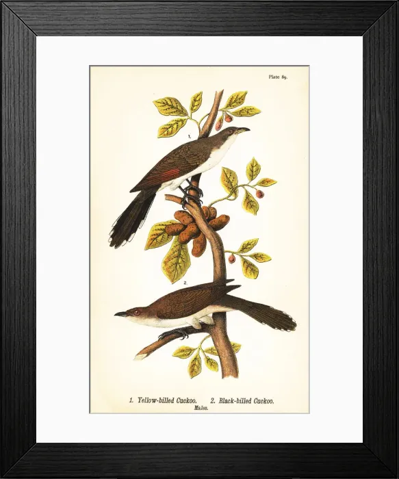 Framed Print : Yellow-billed cuckoo and black-billed cuckoo Framed Print : Yellow-billed cuckoo and black-billed cuckoo