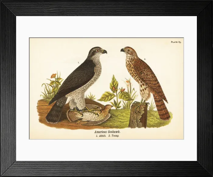 Framed Print : Northern goshawk, Accipiter gentilis Framed Print : Northern goshawk, Accipiter gentilis