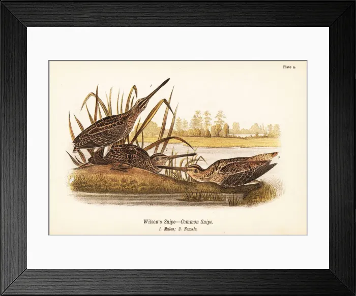Framed Print : Wilsons snipe or common snipe, Gallinago delicata Framed Print : Wilsons snipe or common snipe, Gallinago delicata