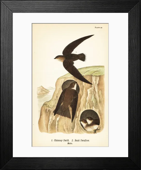 Framed Print : Chimney swift and bank swallow Framed Print : Chimney swift and bank swallow