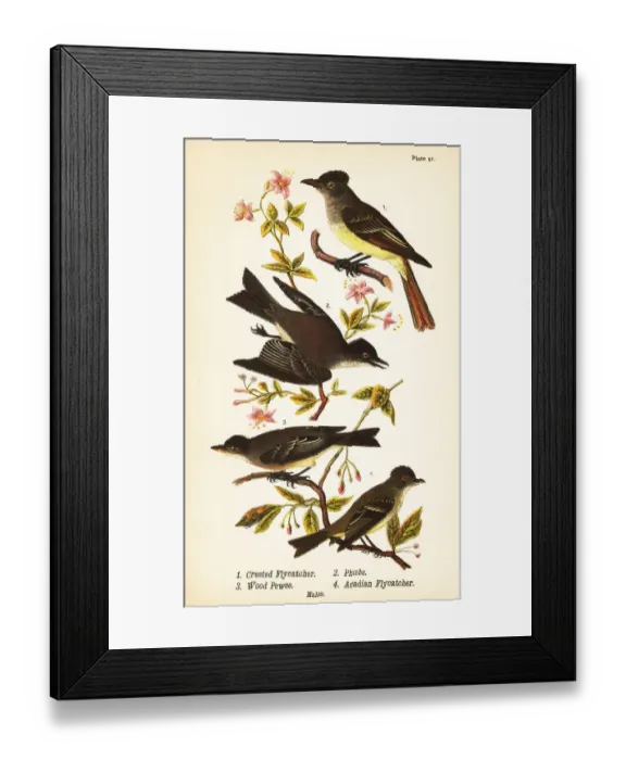 Framed Print : Great crested flycatcher, eastern phoebe, eastern Framed Print : Great crested flycatcher, eastern phoebe, eastern