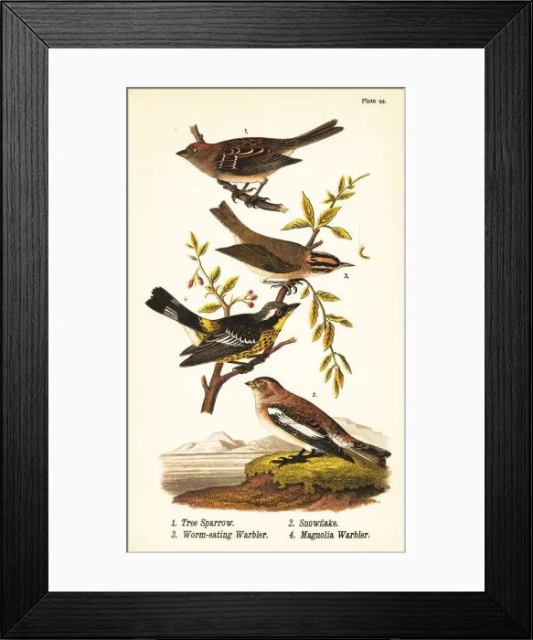 Framed Print : Tree sparrow, snow bunting, worm-eating warbler Framed Print : Tree sparrow, snow bunting, worm-eating warbler
