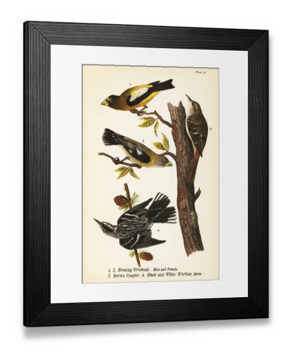 Framed Print : Evening grosbeak, brown creeper and black and white warbler Framed Print : Evening grosbeak, brown creeper and black and white warbler