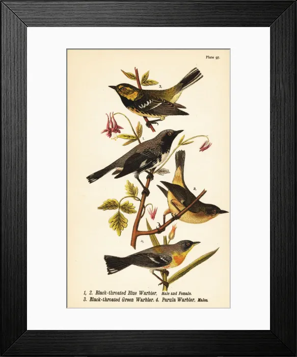 Framed Print : American warblers Framed Print : American warblers