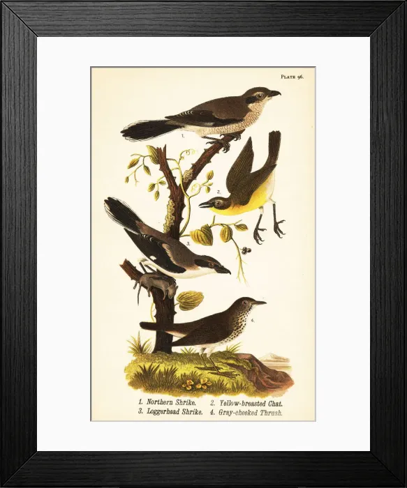 Framed Print : Northern shrike, yellow-breasted chat, loggerhead Framed Print : Northern shrike, yellow-breasted chat, loggerhead