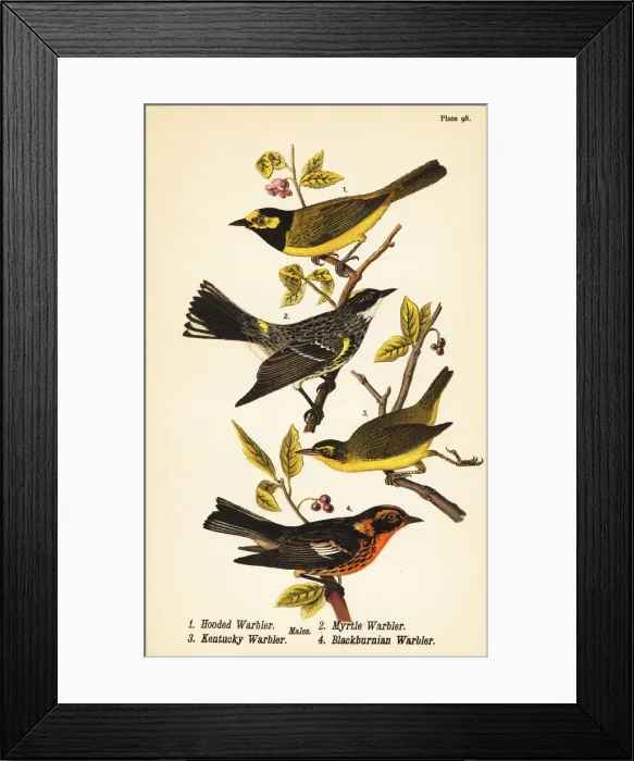 Framed Print : American warblers Framed Print : American warblers