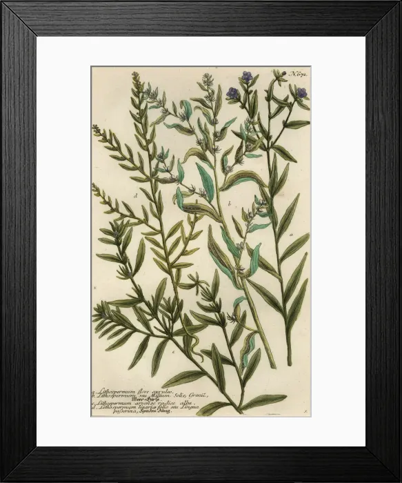 Framed Print : Gromwell varieties, Lithospermum species Framed Print : Gromwell varieties, Lithospermum species