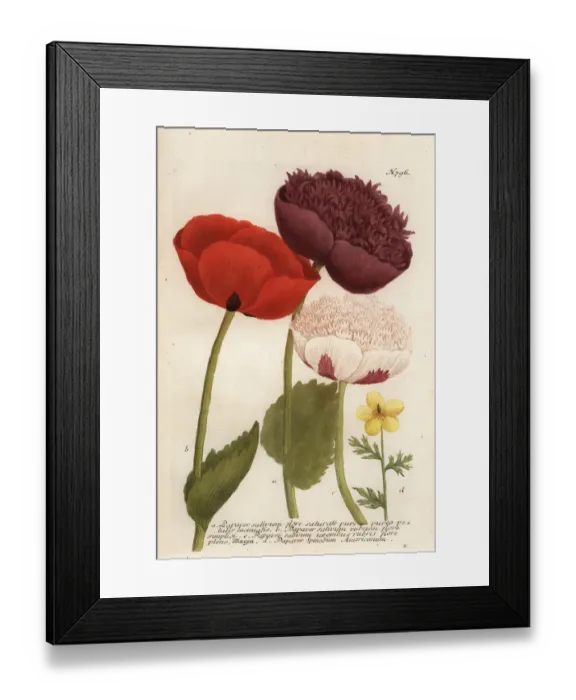Framed Print : Opium poppy varieties, Papaver somniferum Framed Print : Opium poppy varieties, Papaver somniferum