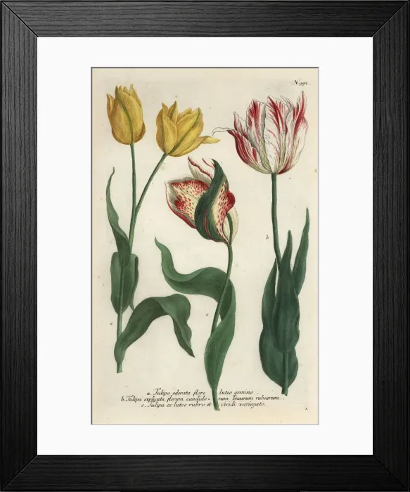 Framed Print : Tulip varieties, Tulipa gesneriana Framed Print : Tulip varieties, Tulipa gesneriana