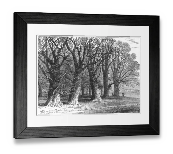 Framed Print : Trees in Hyde Park Framed Print : Trees in Hyde Park
