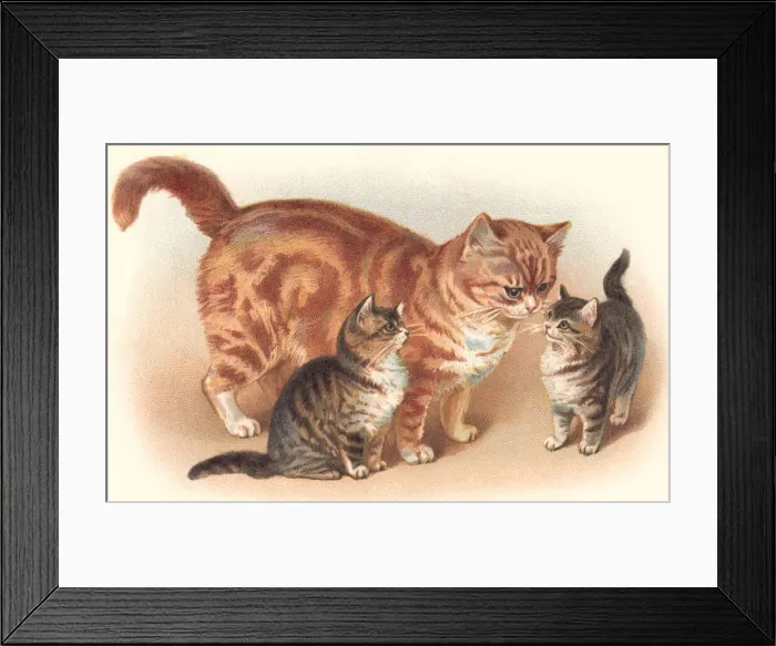Framed Print : Tabby cat. Marmalade cat with her kittens Framed Print : Tabby cat. Marmalade cat with her kittens