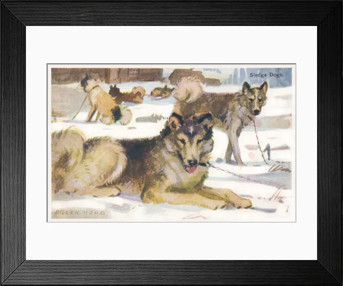 Framed Print : Sledge dogs Framed Print : Sledge dogs
