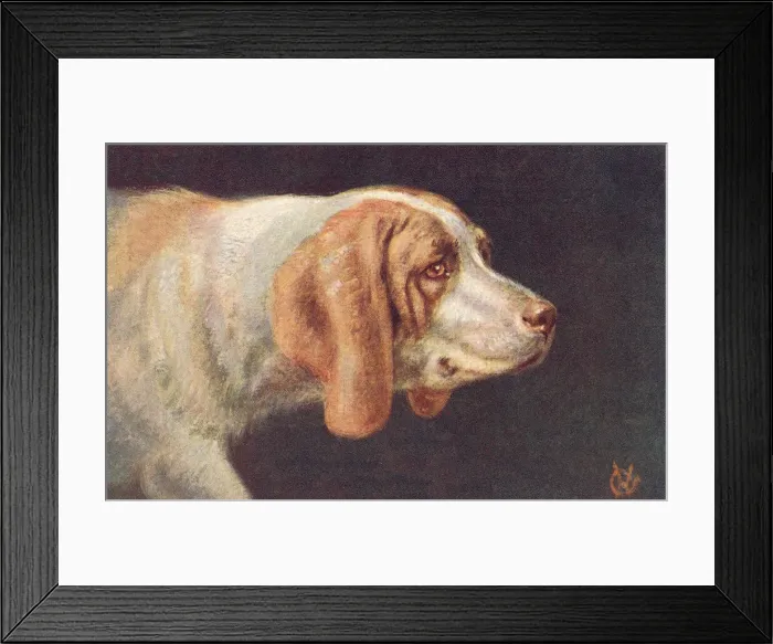 Framed Print : Foxhound. A foxhound is a type of large hunting hound bred for strong hunting instincts Framed Print : Foxhound. A foxhound is a type of large hunting hound bred for strong hunting instincts