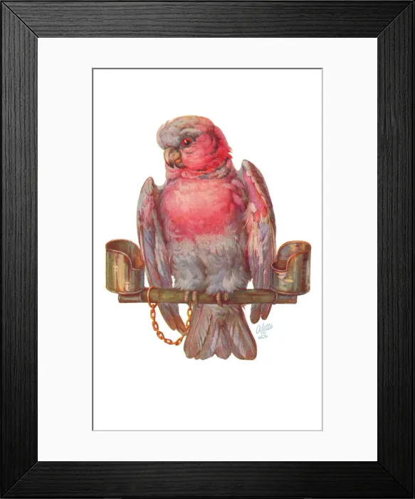 Framed Print : Parrot. Artist: May Bowley Date: circa 1920 Framed Print : Parrot. Artist: May Bowley Date: circa 1920