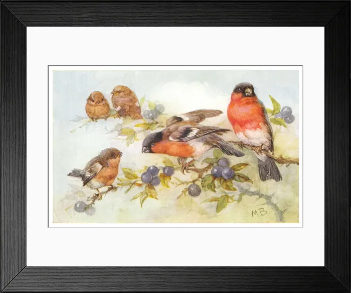Framed Print : May Bowley Birds Framed Print : May Bowley Birds