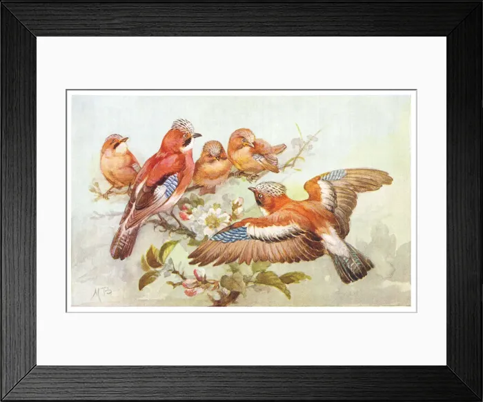Framed Print : May Bowley Birds Framed Print : May Bowley Birds