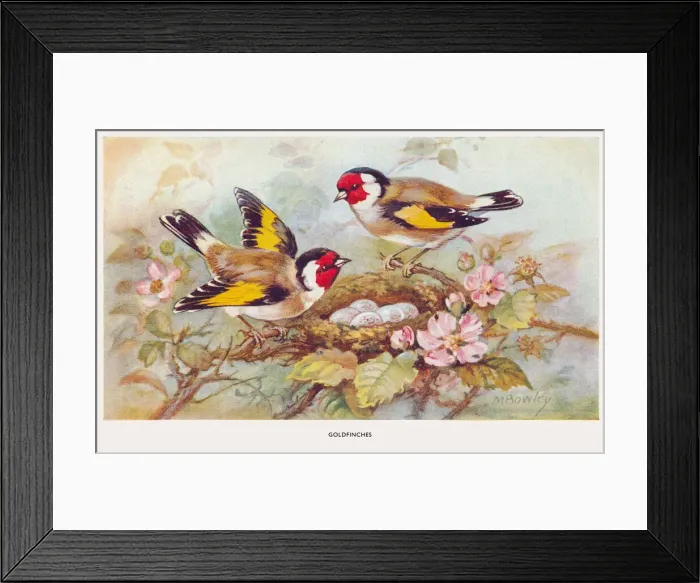 Framed Print : May Bowley Birds Framed Print : May Bowley Birds