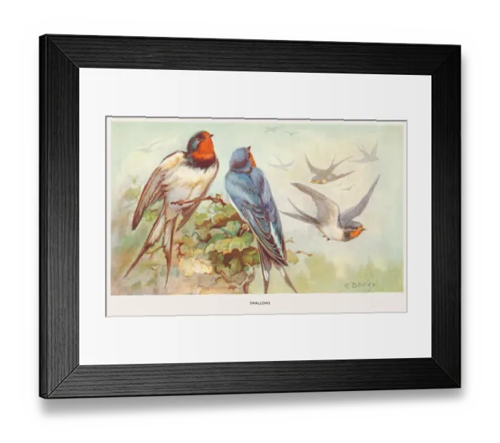 Framed Print : May Bowley Birds Framed Print : May Bowley Birds
