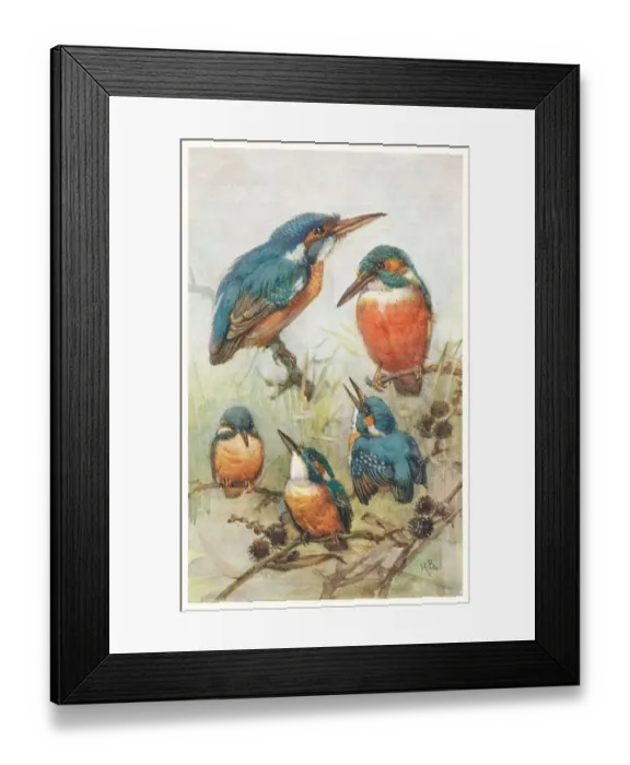Framed Print : May Bowley Birds Framed Print : May Bowley Birds