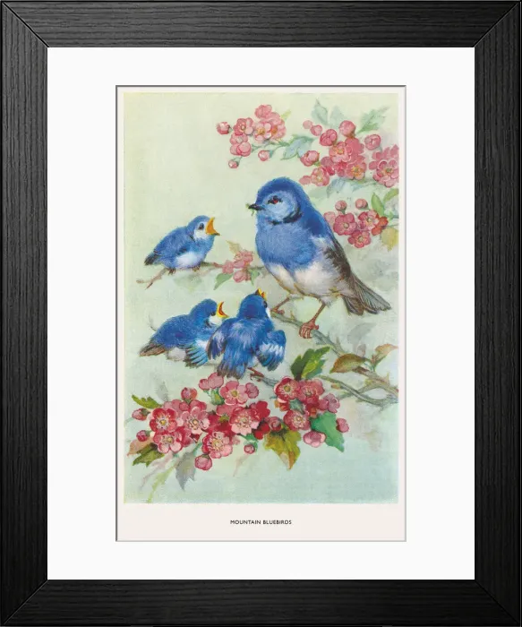 Framed Print : May Bowley Birds Framed Print : May Bowley Birds