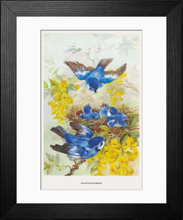Framed Print : May Bowley Birds Framed Print : May Bowley Birds