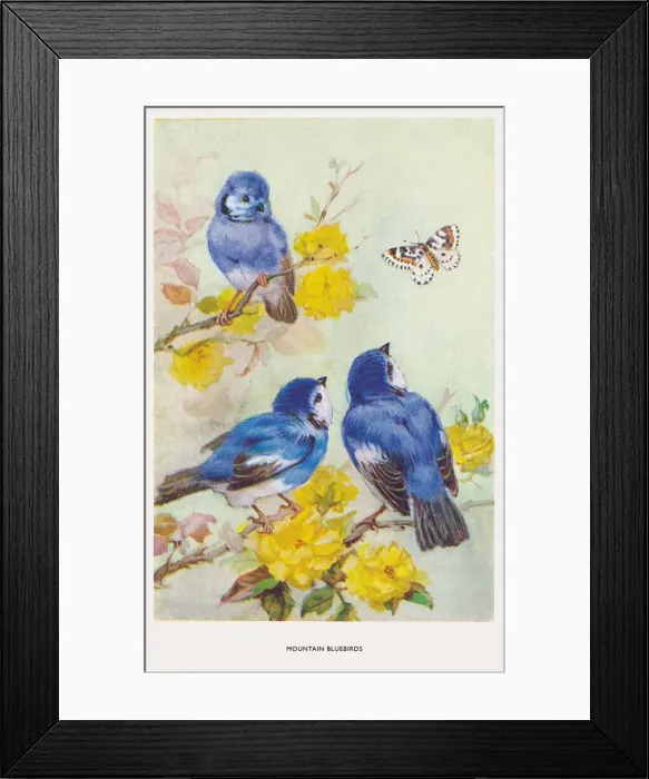 Framed Print : May Bowley Birds Framed Print : May Bowley Birds