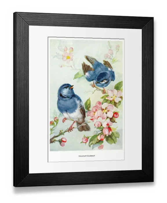 Framed Print : May Bowley Birds Framed Print : May Bowley Birds