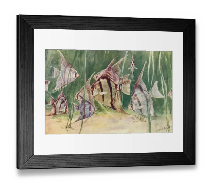 Framed Print : London Zoo Framed Print : London Zoo