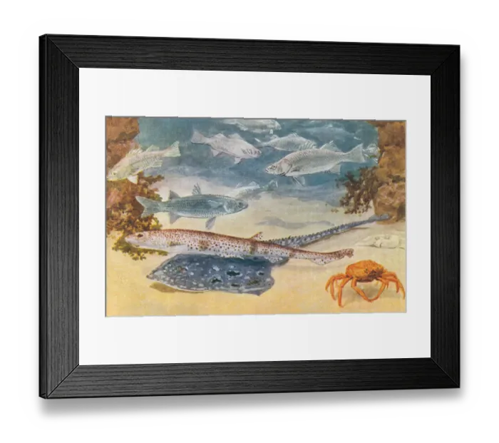 Framed Print : London Zoo Framed Print : London Zoo