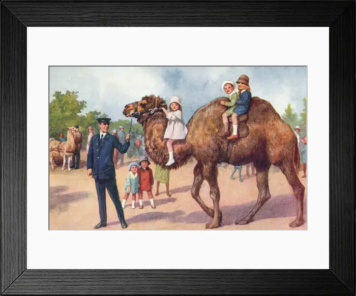 Framed Print : London Zoo Framed Print : London Zoo