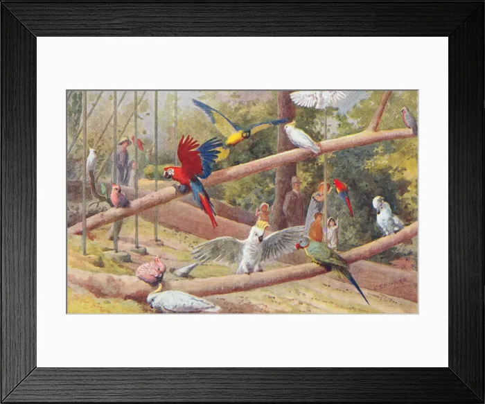 Framed Print : London Zoo Framed Print : London Zoo
