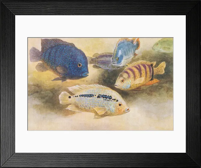 Framed Print : London Zoo Framed Print : London Zoo