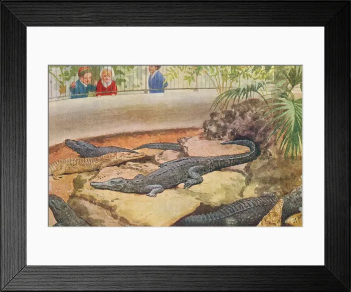 Framed Print : London Zoo Framed Print : London Zoo