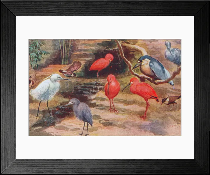 Framed Print : London Zoo Framed Print : London Zoo