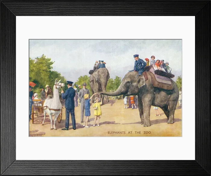 Framed Print : London Zoo Framed Print : London Zoo