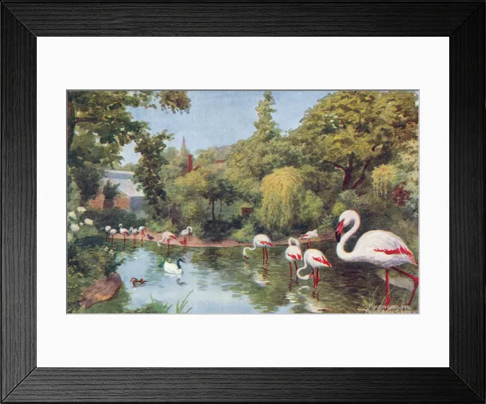 Framed Print : London Zoo Framed Print : London Zoo