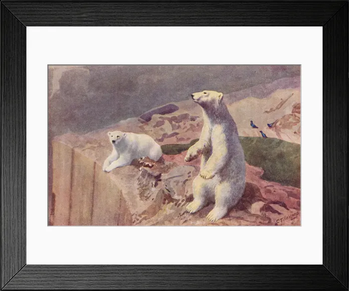 Framed Print : London Zoo Framed Print : London Zoo