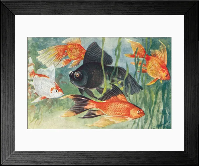 Framed Print : London Zoo Framed Print : London Zoo