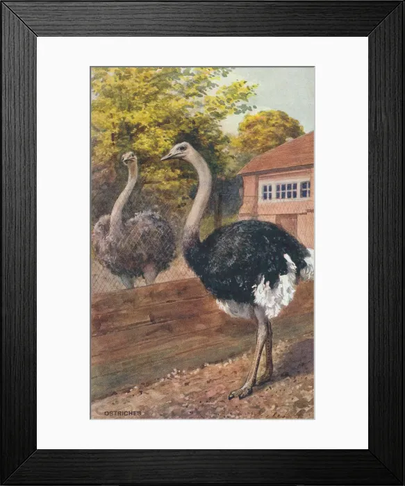 Framed Print : London Zoo Framed Print : London Zoo